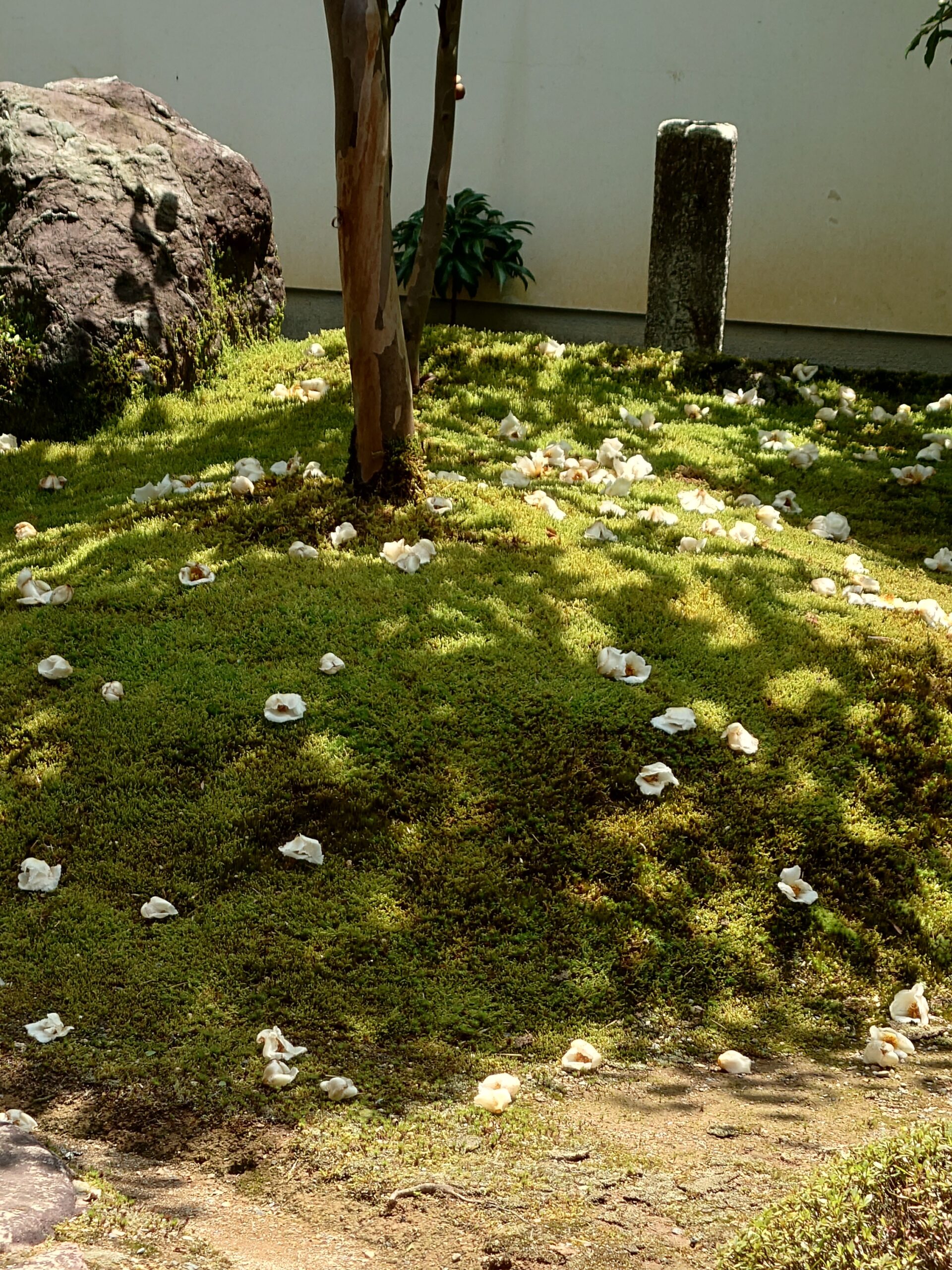 沙羅モバイル のアイコン